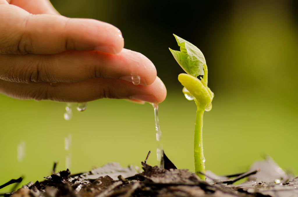 Warum ist PI Wasser ein "Lebenswasser"?