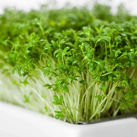 Image of HEIMGART® Microgreen Saatpads (2Stk) / Gartenkresse