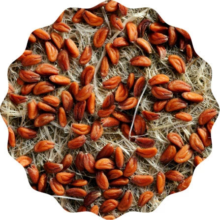 Image of HEIMGART® Microgreen Saatpads (2Stk) / Gartenkresse