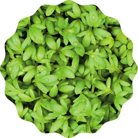 Image of HEIMGART® Microgreen Saatpads (2Stk) / Gartenkresse