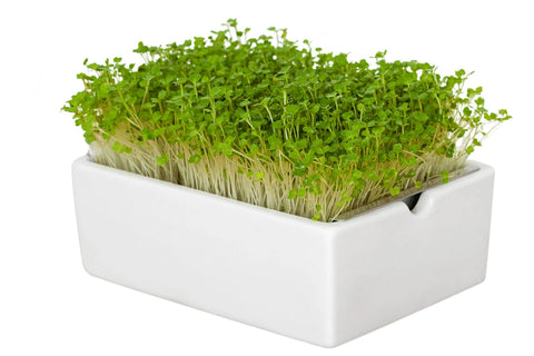 Image of HEIMGART® Microgreen Saatpads (2Stk) / Rucola (Rauke)