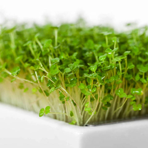 Image of HEIMGART® Microgreen Saatpads (2Stk) / Rucola (Rauke)
