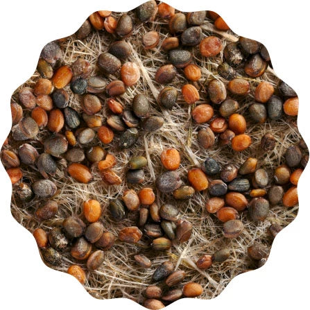 Image of HEIMGART® Microgreen Saatpads (2Stk) / Rucola (Rauke)