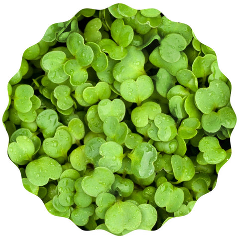 Image of HEIMGART® Microgreen Saatpads (2Stk) / Rucola (Rauke)