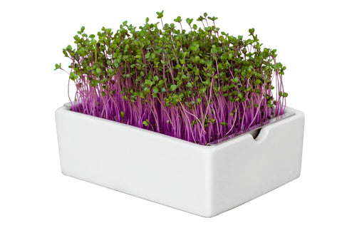 Image of HEIMGART® Microgreen Saatpads (2Stk) / Rotkohl