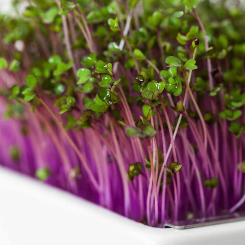 Image of HEIMGART® Microgreen Saatpads (2Stk) / Rotkohl
