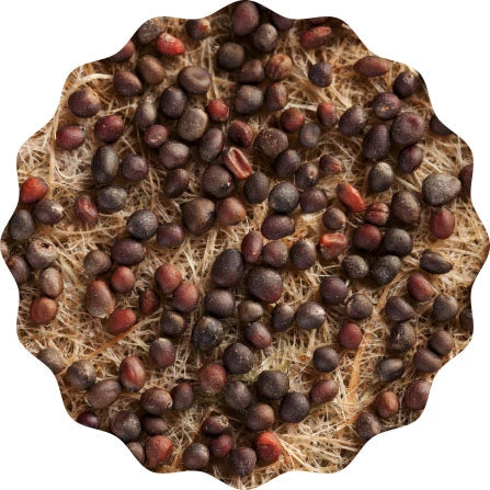 Image of HEIMGART® Microgreen Saatpads (2Stk) / Rotkohl