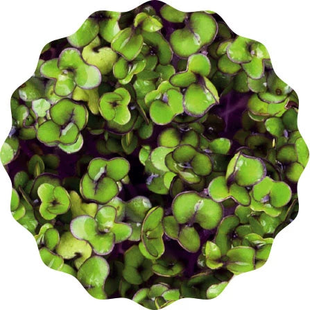 Image of HEIMGART® Microgreen Saatpads (2Stk) / Rotkohl