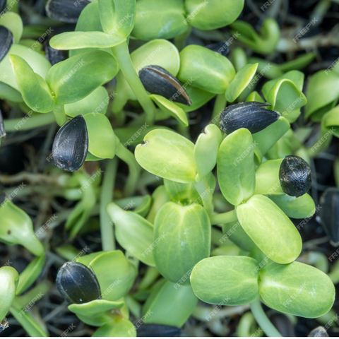 Image of ESCHENFELDER® Bio-Keimsaat (500g) / SONNENBLUMENKERNE