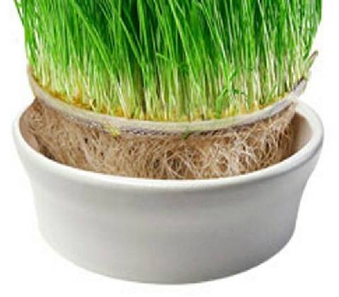 Image of ESCHENFELDER® Weizengras-Sets 2er (inkl. Stapelhilfe) / WEISS