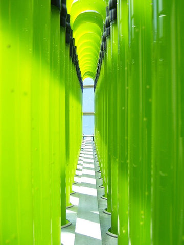 Image of ALGOMED® Chlorella Algen / Pulver (350g)