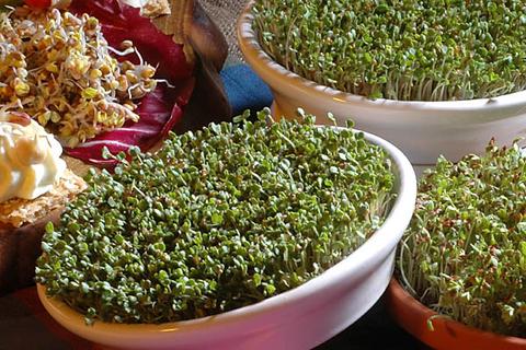 Image of ESCHENFELDER® Bio-Keimsaat KRESSE (125g)