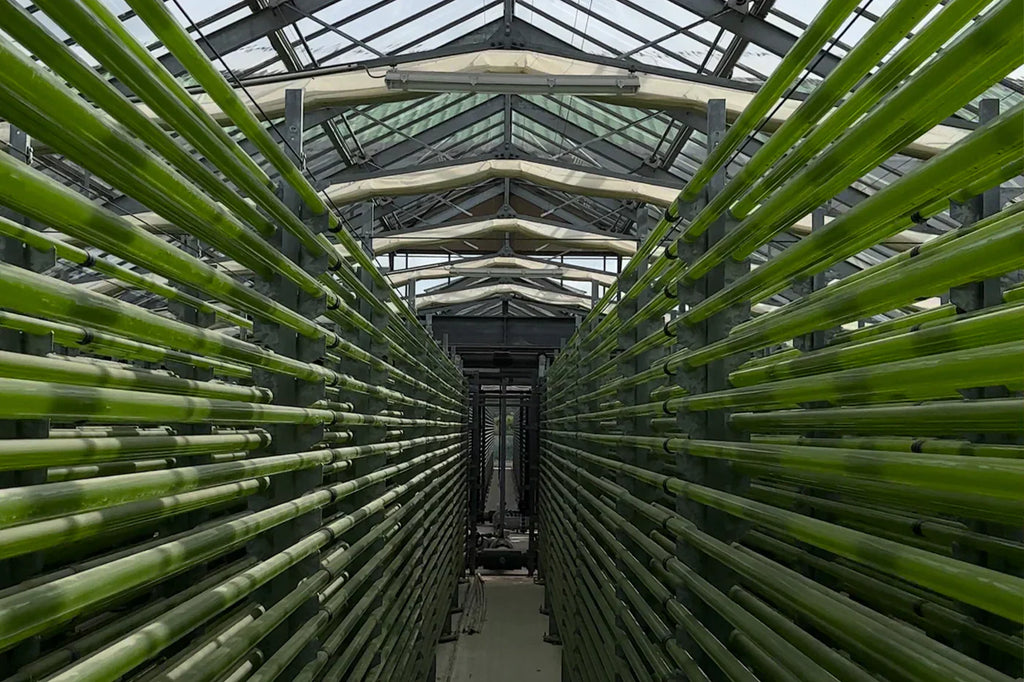 Algomed der Rundgang (Algenfarm)