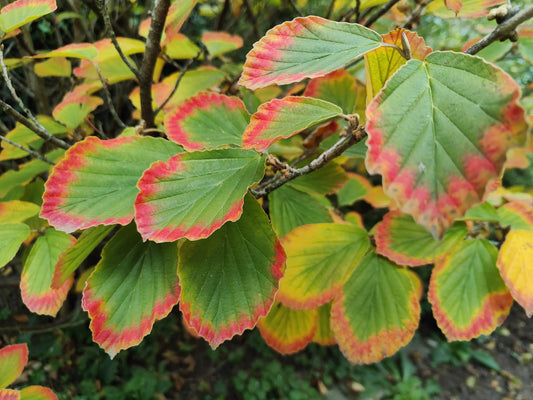 Herbstauszeit