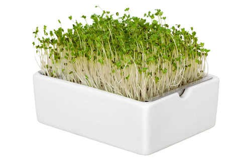 Image of HEIMGART® Microgreen Saatpads (2Stk) / Brokkoli