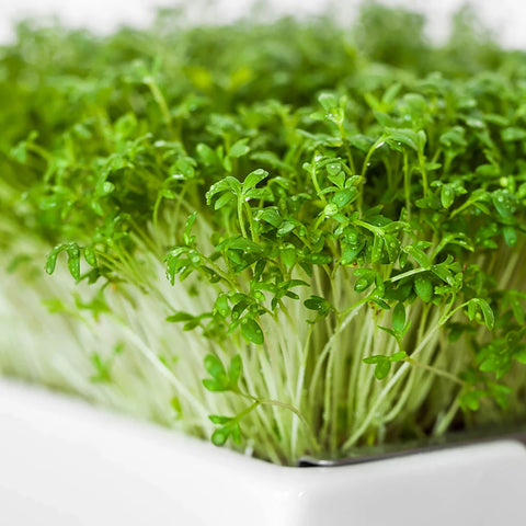 Image of HEIMGART® Microgreen Saatpads (2Stk) / Brokkoli