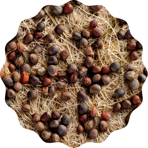 Image of HEIMGART® Microgreen Saatpads (2Stk) / Brokkoli