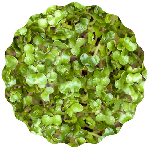 Image of HEIMGART® Microgreen Saatpads (2Stk) / Brokkoli