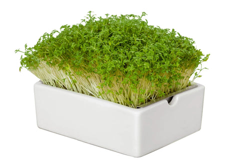 Image of HEIMGART® Microgreen Saatpads (2Stk) / Gartenkresse